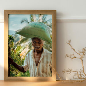 La photo capture un vieil homme agriculteur du Sri Lanka, debout dans un champ de riz avec une expression à la fois fière et concentrée sur le visage.