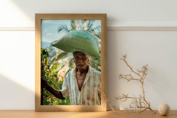 La photo capture un vieil homme agriculteur du Sri Lanka, debout dans un champ de riz avec une expression à la fois fière et concentrée sur le visage.